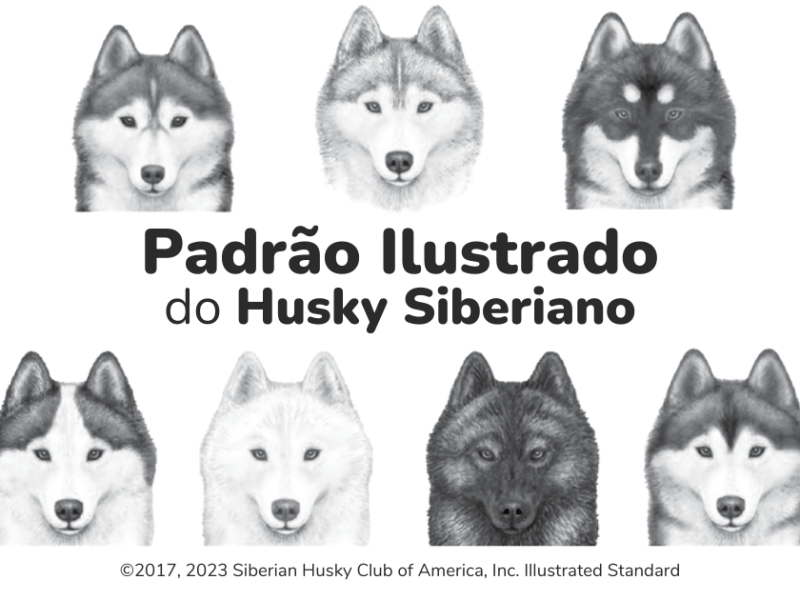 Padrão Ilustrado do Husky&nbsp;Siberiano