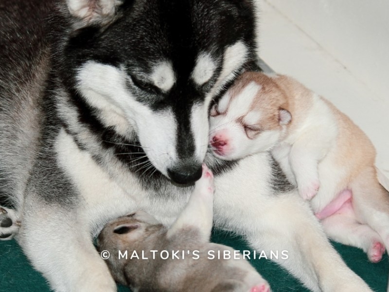 Como escolher um canil de Husky&nbsp;Siberiano?